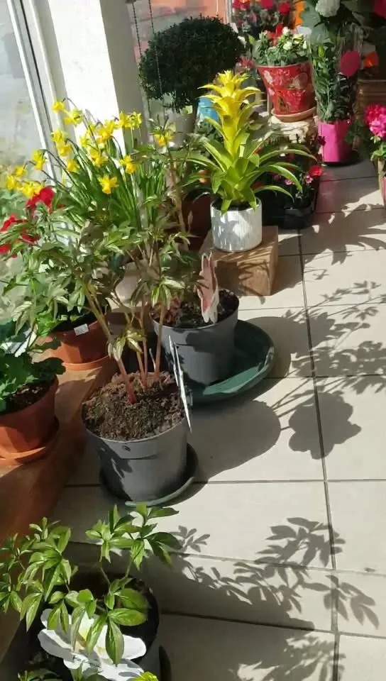 Telpaugi podos saulainā salona telpā